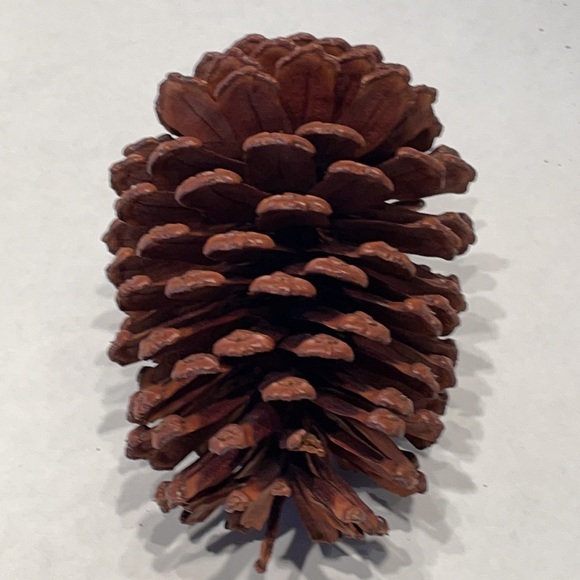 ❗5 For $2️⃣5️⃣ Bundle Sale❗️ Natural Source Pine Cones ~ Bag of 12 for Crafting - Picture 6 of 9